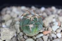 Echinocactus horizonthalonius PD 2